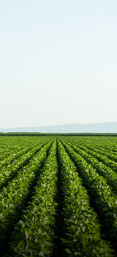 Nutrien field