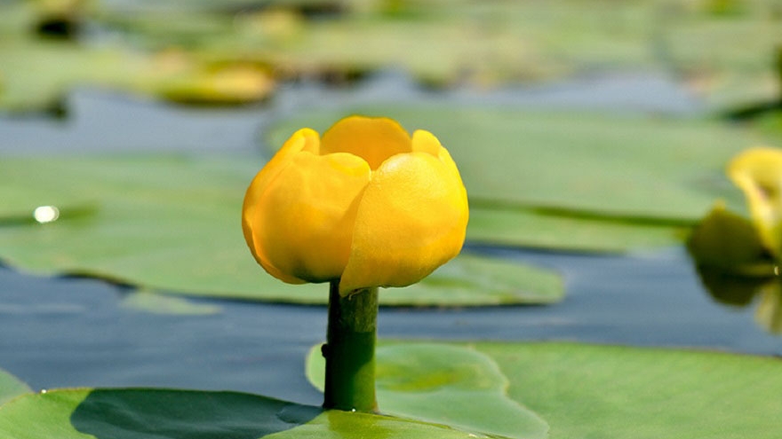 Flower on a lilypad