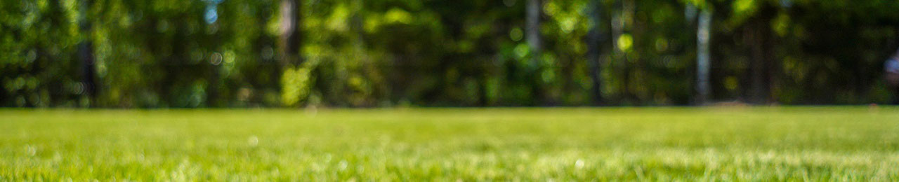 Green grass